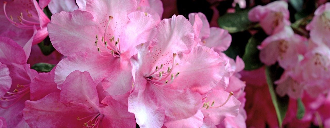 Où planter le rhododendron : les conseils pour choisir l'emplacement idéal pour votre plante et la faire fleurir abondamment